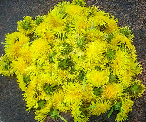 Löwenzahnblüten