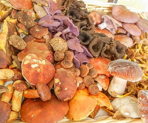 Pilzkorb