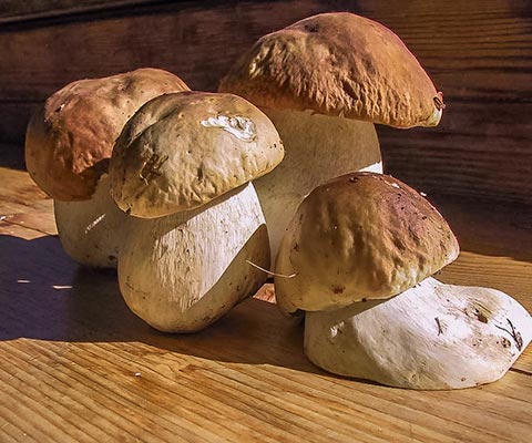 Steinpilze